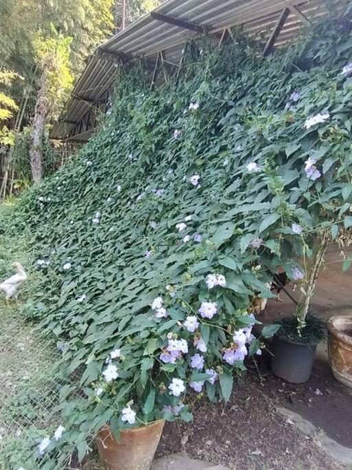 ז'וקיטיבה Sitio Paraiso Verde מראה חיצוני תמונה