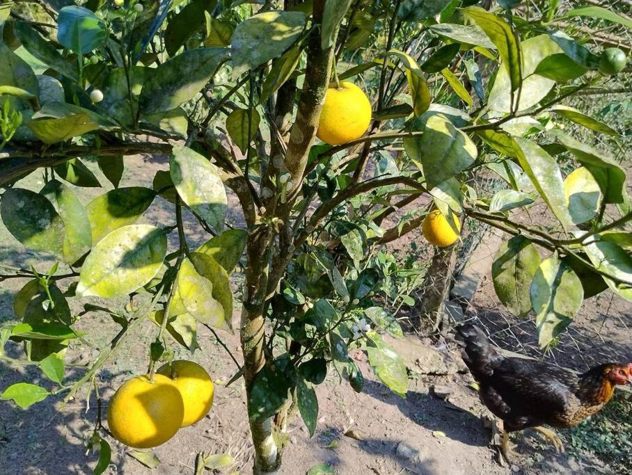 ז'וקיטיבה Sitio Paraiso Verde מראה חיצוני תמונה